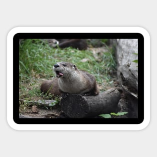 Funny Otter Sticker